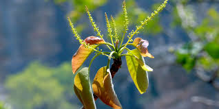 Image result for Terminalia randii