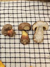 Image result for Boletus badius
