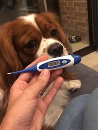 A heating pad applied to his torso may help, too, but if you use one, make sure to wrap it in a cloth first to prevent accidental burns. Recognising Fever In Dogs Petmoneysaver