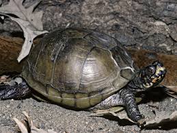 A Guide To Caring For Three Toed Box Turtles As Pets
