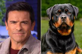 Kelly Ripa says husband Mark Consuelos looks like a Rottweiler, asks Live  audience to confirm: 'Big Rottweiler energy' 👇 | Facebook