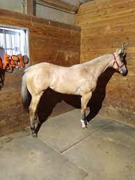 2yr old buckskin by aqha world champion tie down rope horse my barracuda by wimpys little step. Buckskin Horses For Sale Myhorseforsale Com Equine Classifieds