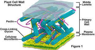 Plant Cell Wall Structure Plant Cell Cell Wall Plant Cell Structure
