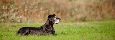 How To Help Mobility In Senior Dogs Vetericyn