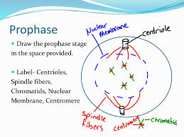 Sketch and label prophase of animal cell. The Cell Cycle Ppt Download