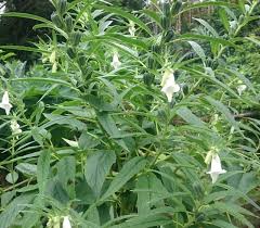 Image result for Sesamum