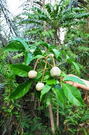 Image result for Crateva