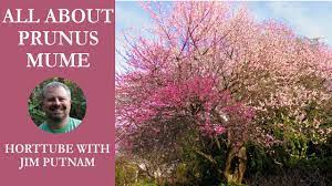 Prunus mume is a deciduous tree growing to 9 m (29ft) by 6 m (19ft) at a medium rate. All About Prunus Mume Japanese Flowering Apricot Youtube