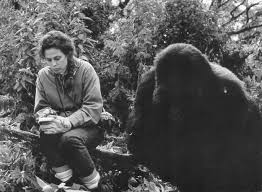 Gorillas in the Mist (1988) | IDFA Archive