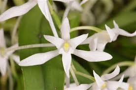 Image result for Mystacidium venosum