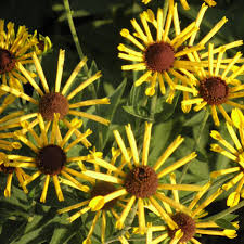 Image result for Eriosema verdickii