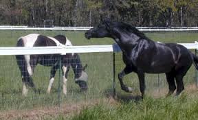 Image result for non climb fence