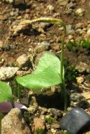 Image result for Ophioglossum reticulatum