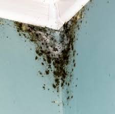 Image result for bed bugs droppings