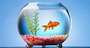 50 Interesting Facts About Fishes Fact Republic Facts About Fish Fun Facts Blobfish