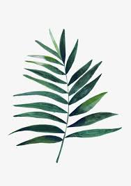 ✓ free for commercial use ✓ high quality images. Palm Leaf Watercolor Png
