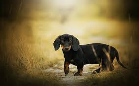 Dachshund 1080p 2k 4k 5k Hd Wallpapers Free Download Wallpaper Flare Funny dachshund wallpaper cover your phone with true cuteness with this adorable collection of free mobile backgrounds for girls and boys.