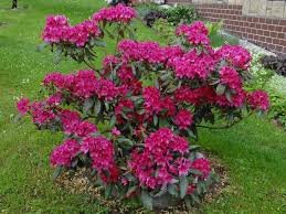 File Rhododendron Nova Zembla R1 Jpg Rhododendron Nova Zembla Rhododendron Same Day Flower Delivery
