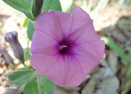 Image result for Ipomoea transvaalensis