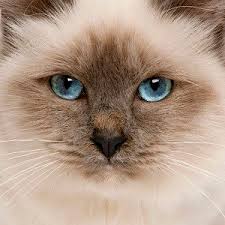 Let's first explore the difference between male and female cats before you can properly answer that question. Are Birman Cats Hypoallergenic What To Expect Faqcats Com