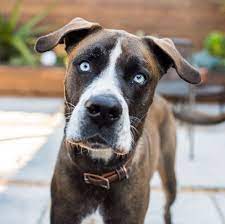 We did not find results for: Bruce Great Dane Boxer Husky Mix 2 Y O Bernal Heights San Francisco Ca We Ve Gone Through Ten Comcast Remotes Luc Boxer Husky Mix Dog Memes Husky Mix
