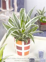 Lift your spirits with funny jokes, trending memes, entertaining gifs, inspiring stories, viral videos, and so much. Deremensis White Jewel Botanical Stockphoto F Views