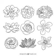 Bunga liar akrab bunga cat air, bunga mekar putih dan daun hijau, ilustrasi tanaman hijau dengan bunga putih, lukisan cat air, cat air daun png. Flower Line Art Images Free Vectors Stock Photos Psd