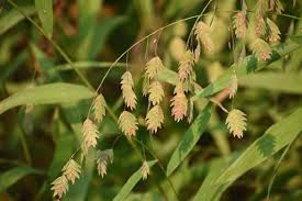 Image result for Chassalia parvifolia