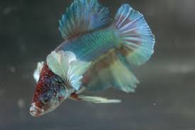 Some interesting betta fish facts. Betta Splendens Siam Kampffisch Weibchen Aqzeno Aquatics Onlineshop