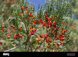 Image result for Podocarpaceae