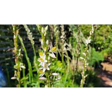 Image result for Chlorophytum bowkeri