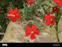 Image result for Jamesbrittenia integerrima