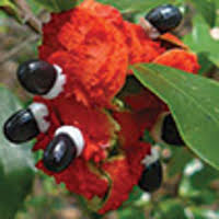 Image result for Pancovia holtzii