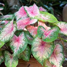 These care tips are for keeping your kalanchoe going for the long haul. Caladium Caladium Bicolor My Garden Life