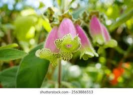 Image result for Gesneriaceae