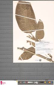 Image result for Marantochloa congensis