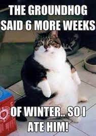 See more ideas about funny animals, cute animals, funny animal quotes. 40 Funny Animal Quotes Ideas In 2021 Funny Animals Animals Funny Animal Quotes