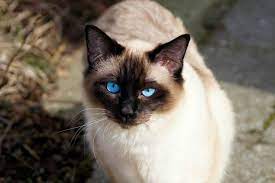 10 razze di gatti da conoscere per scegliere quella giusta per te. Razze Di Gatto Da Appartamento Ecco 7 Specie Di Felino