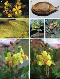 Image result for Caesalpinia glandulosopedicellata