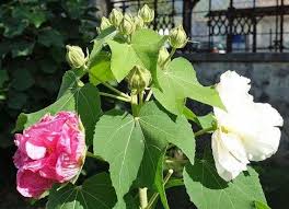 Image result for Hibiscus mutatus