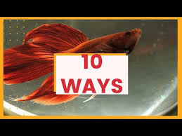 Signs Your Betta Fish Is Sick Bettas 4 Life Youtube