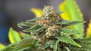 How to get pot out of your system. Marijuana Is Risky For People Taking Common Heart Medications