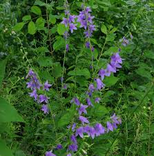 Free shipping on qualified orders. Campanula Rapunculoides Wikipedia