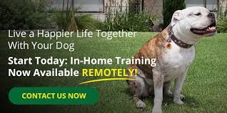 I am able to help you create a clear and loving relationship with your dog based on mutual respect. About Bark Busters Home Dog Training In Denver Colorado