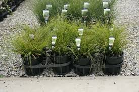 Image result for Motandra paniculata