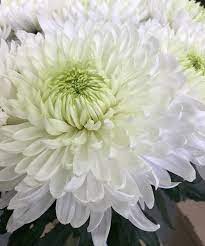 White Mum Great Substitute For A Dahlia And Much Less Pricey White Mums Flowers Dahlia