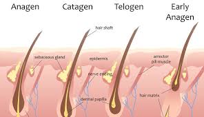 After that time the follicle will become dormant. 4 Different Stages Of Hair Growth Cycle Lifeberrys Com
