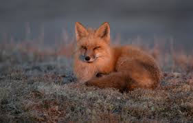 Red haired animals are versatile enough to be worn by virtually anyone, including women, men, and kids of all ethnicities and ages. Wallpaper Grass Fox Red Red Haired Beauty Images For Desktop Section Zhivotnye Download