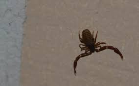 Since basements are located underground in a home, it is often the easiest entry point for bugs and basements are usually rooms that do not see a lot of visitors in a given day, which allows for these. Garden Alberta Home Gardening