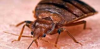 But if people move out, bed bugs can survive by feeding on rats or mice—so control these pests, too. Bed Bugs Jones Pest Control Inc